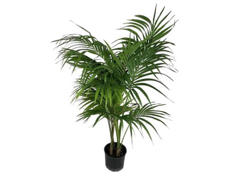 Surprisingly resilient and easy to care for. Is Kentia Palm Toxic or Safe to Cats? | Pet Care Advisors