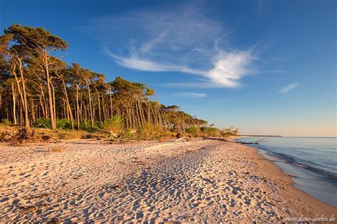 Golden Forest Beach Weststrand Baltic Sea Germany Dave Derbis
