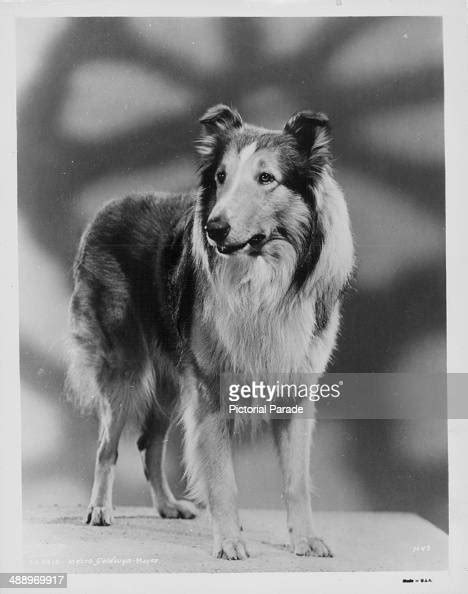 Portrait Of Famous Female Collie Dog Lassie Circa 1955 1970 News