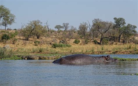 file kruger park hippo and crocodile wikimedia commons
