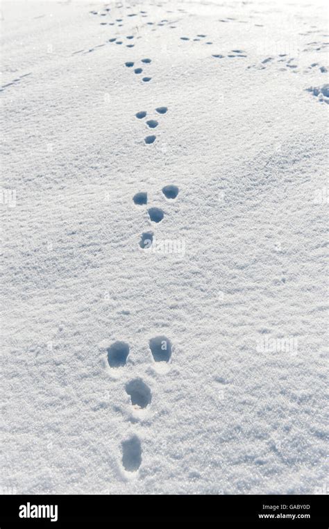 Rabbit Tracks In Snow Yorkshire Uk Stock Photo Alamy