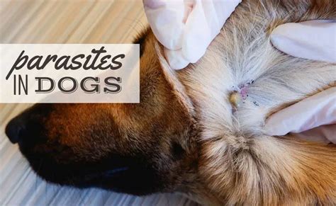 Parasites In Dogs Types Symptoms Treatment Prevention And More