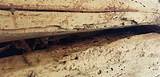 Photos of Termite Damage Log Homes