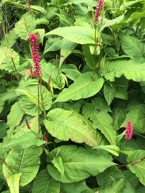 Sometimes referred to as quack grass, this is another invasive species that is like most lawn weeds, green foxtail can be controlled with some herbicidal solutions, but the best way to prevent this invasive species is by. Plants That Look Like Japanese Knotweed: Plants Mistaken ...