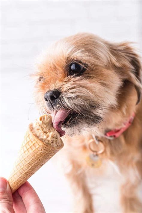 Peanut Butter Dog Ice Cream Meals