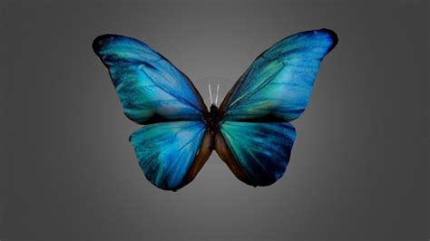 Butterfly Download Free 3d Model By Tan 35426d1 Sketchfab