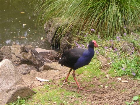 Free Images Nature Bird Wildlife Fowl Fauna New Zealand