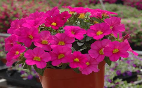 Calipetite Calibrachoa Pink Flowers Ornamental Plants For Your Home