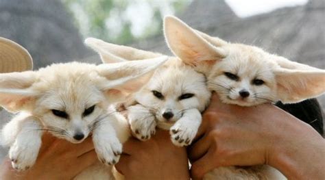Baby Fennec Foxes Tumblr