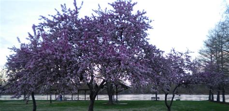 Some gardeners recommend planting three trees together to create a grove. Missouri Flowering Trees by James Presley