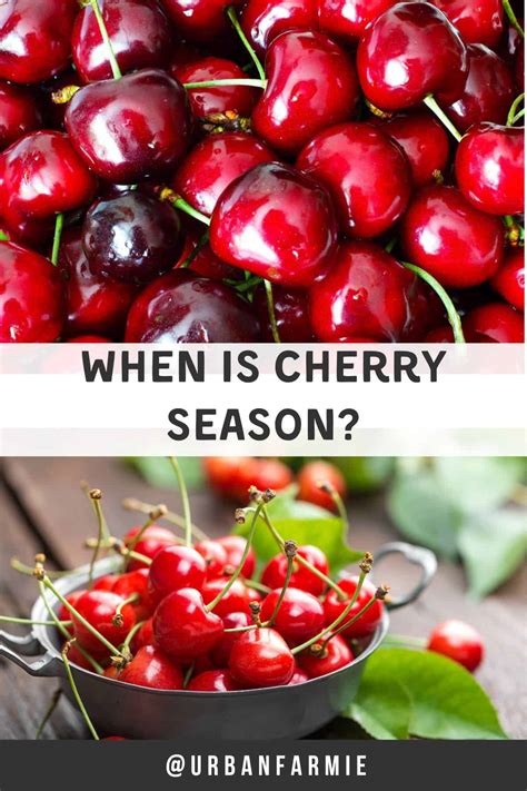 When Is Cherry Season Urban Farmie