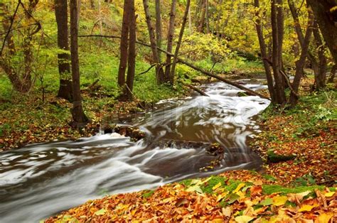 An Image Of River In Autumn Forest Stock Photo Colourbox