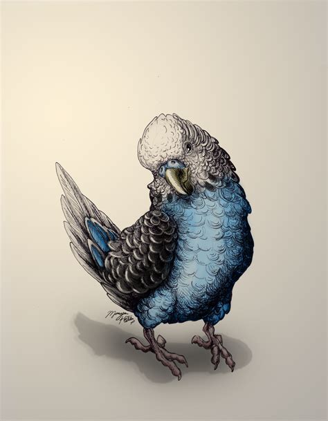 Ink Drawing Budgie In Blue By Royal Serpent On Deviantart