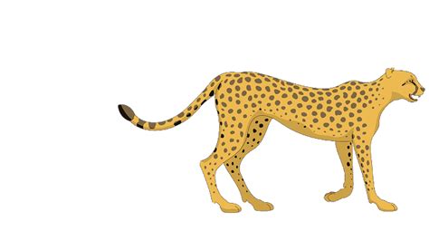 Cheetah PNG - Leopard/Cheetah Free Png Image | Free png, Png, Png images