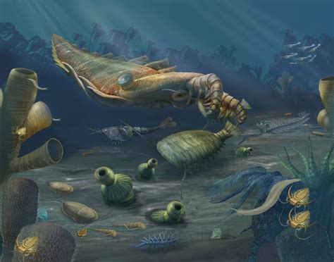 A Collection Of Cambrian Fossils Smithsonian Ocean