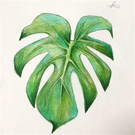 Leaf Drawing 🌿 Color Pencil Drawing Colored Pencil Artwork Color