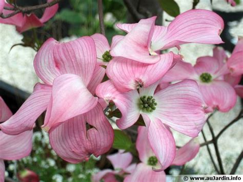 Unlike cornus florida, cornus kousa blooms after the leaves emerge and then produces an interesting red fruit similar in appearance to a raspberry. Cornouiller à fleurs, Cornouiller de Floride, Bois de ...