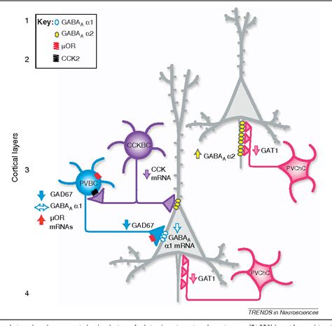 Figure 1 From Cortical Parvalbumin Interneurons And Cognitive