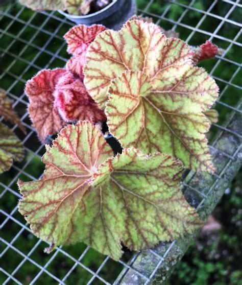 Rhizomatous Begonia Care And Propagation Guide The Home Tome