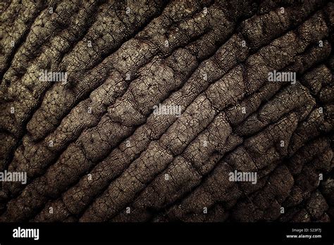 Elephant Skin Detail Stock Photo Alamy