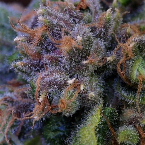Pink Starburst Strain Effects Reviews And More Hail Mary Jane