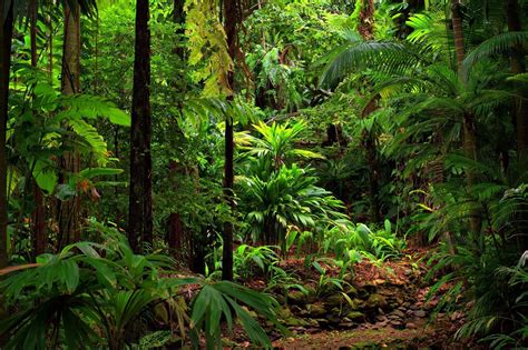 Rainforest Rescue Tonys Tropical Tours