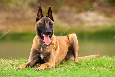 Mittlerweile sind sie 17 tage alt und entwickeln. Belgische malinois junge Welpen - Stockfotografie ...