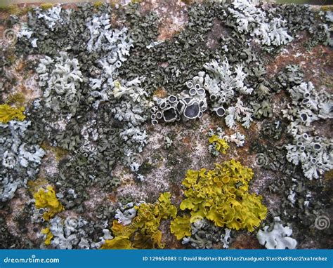 Set Of Lichens Of Different Colors Stock Image Image Of Closeup
