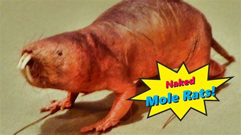 Naked Mole Rats Interesting Facts K Youtube