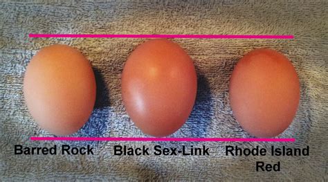 “jumbo eggs ” jujub41482 s review of black sex link chicken