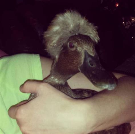 Woman Rescues Sick Duckling — And Ends Up With The Perfect Therapy