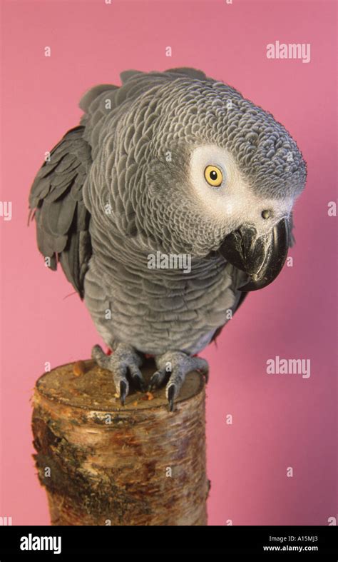 African Grey Parrot Paittacus Eerithacus Stock Photo Alamy