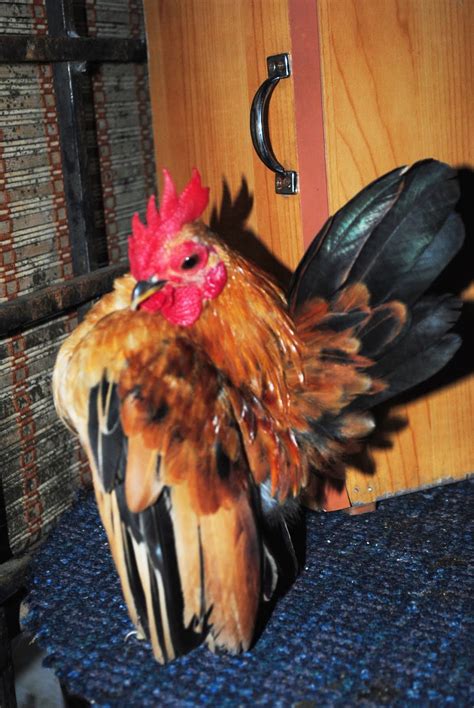 Keluasan 10 ekar reban ayam. Laman Serama Parit Buntar ( Ayam Serama ): Ayam Serama ...