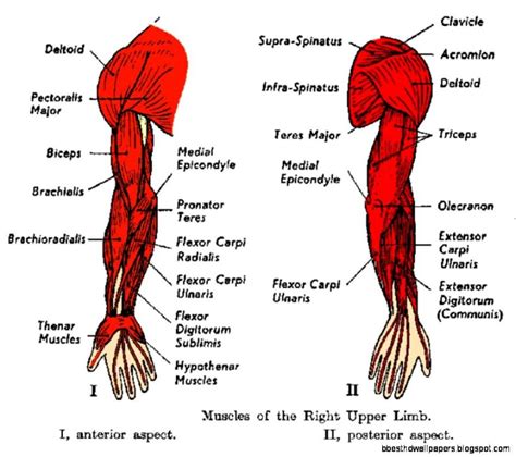 Arm Muscles Diagram Muscles In The Arm Diagram Forearm Muscle Anatomy Ka EroFound