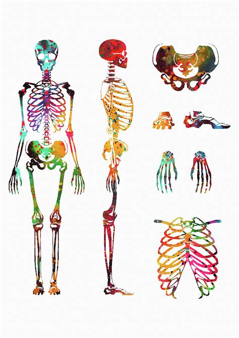 Human Body Skeletal System Digital Art By Erzebet S