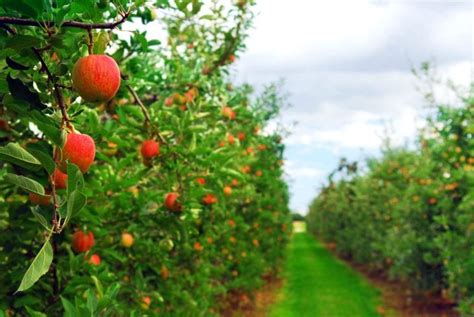 Fruit Quality Begins In The Orchard 2023 Guide Growing Magazine
