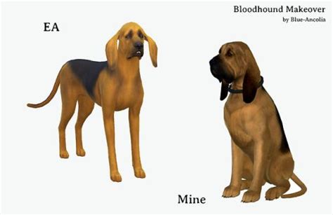 Blue Ancolia Bloodhound Makeover