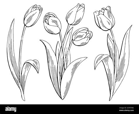 Tulip Flower Graphic Black White Isolated Sketch Illustration Vector