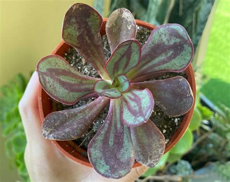 4 Echeveria Nodulosa Succulent Plant Rare Rooted Etsy