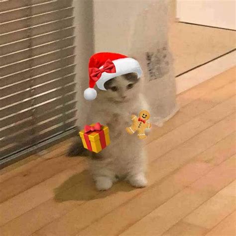 A Cat Wearing A Santa Hat And Holding A T