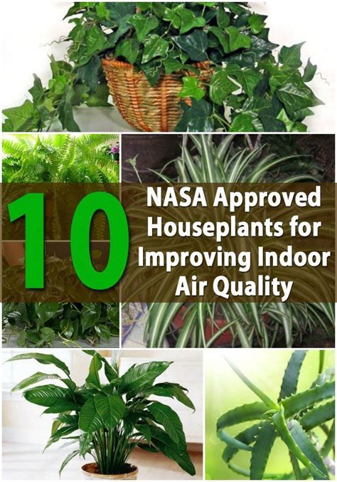 Top 10 Nasa Approved Houseplants For Improving Indoor Air Quality In