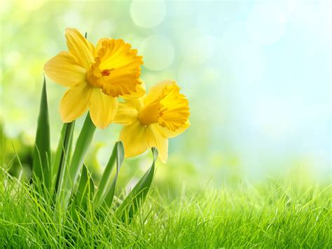 Download Wallpaper 1920x1440 Yellow Daffodils Flowers Weed Hd Background