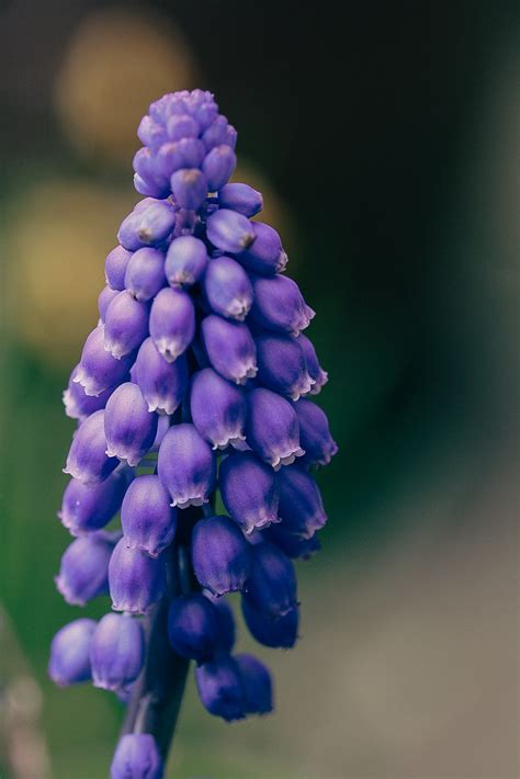 lovely purple plant purple plant growing in the garden ben kilbey