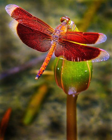 Dragonfly Images Dragonfly Dreams Dragonfly Art Dragonfly Symbolism