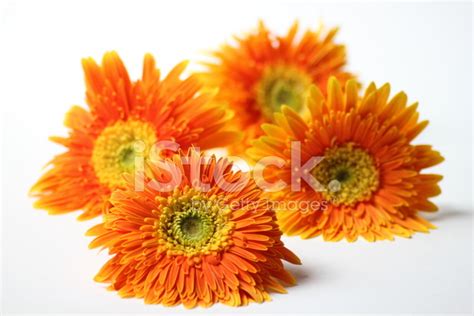 Orange Gerbera Flower Closeup Background Stock Photo Royalty Free
