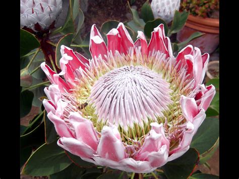 Hawaii Giant Protea Flower Hawaii Pictures