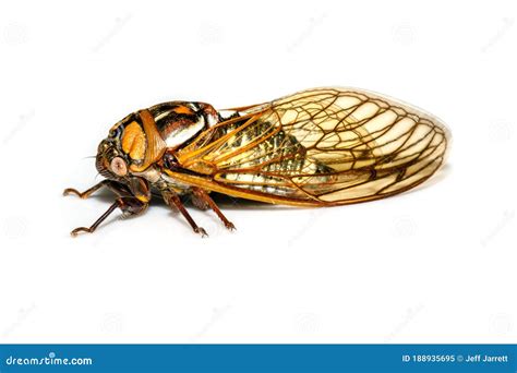 Bush Cicada Or Giant Grassland Cicada Megatibicen Dorsatus Stock