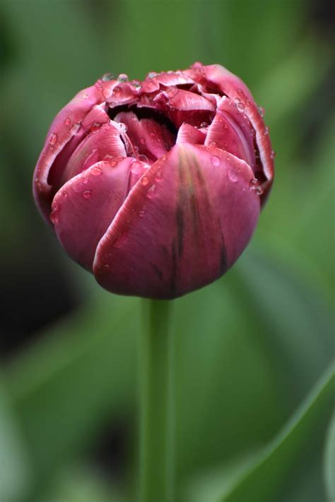 Free Images Nature Blossom Petal Bloom Tulip Spring Green
