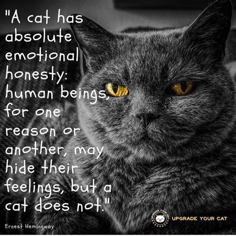 Cat Quotes A Cat Has Absolute Emotional Honesty Cats Pets Cutecats