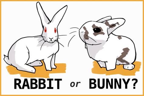 Whats The Difference Between A Bunny Rabbit And Hare